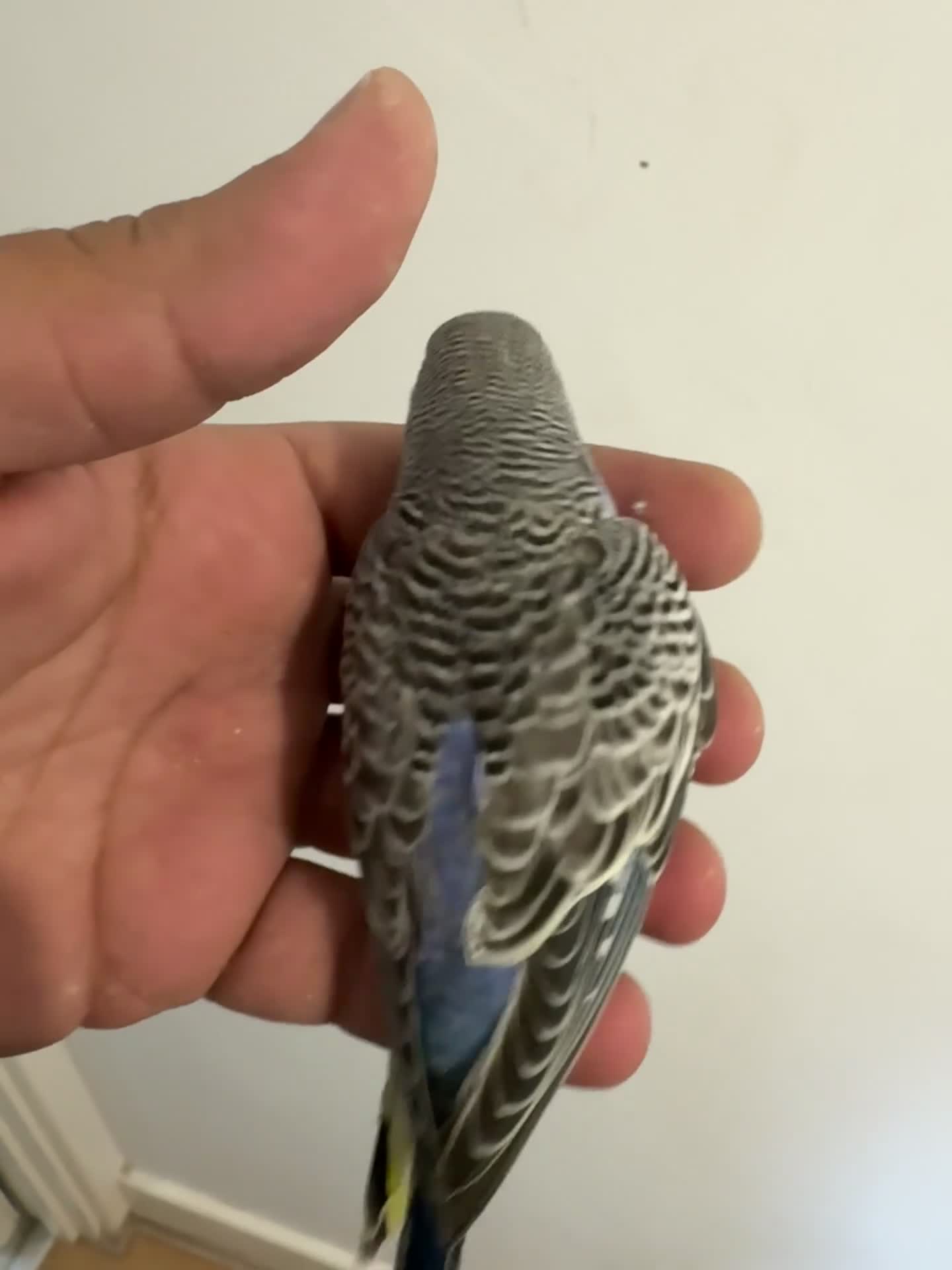 Budgerigars birds for sale: Baby budgies in Sheffield - Video 5