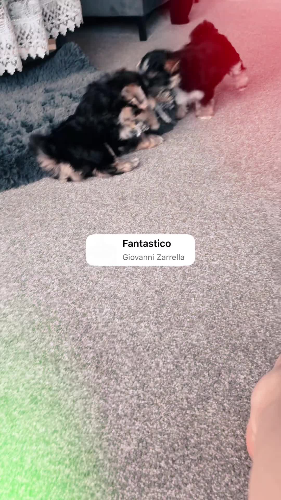 Yorkshire Terrier dogs for sale:  💎Last adroble Girl Available 💎❤️Biewer Terrier - Video 1