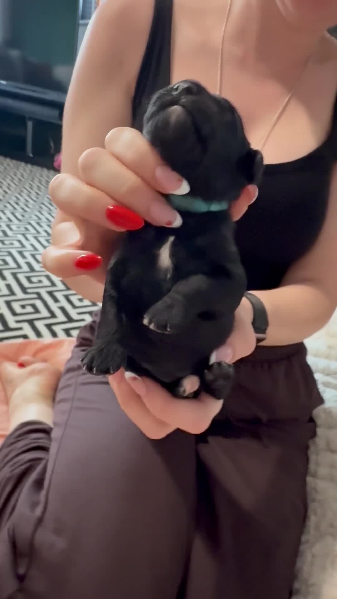 Cavapoo dogs for sale: LAST TWO BOYS AVAILABLE  - Video 2