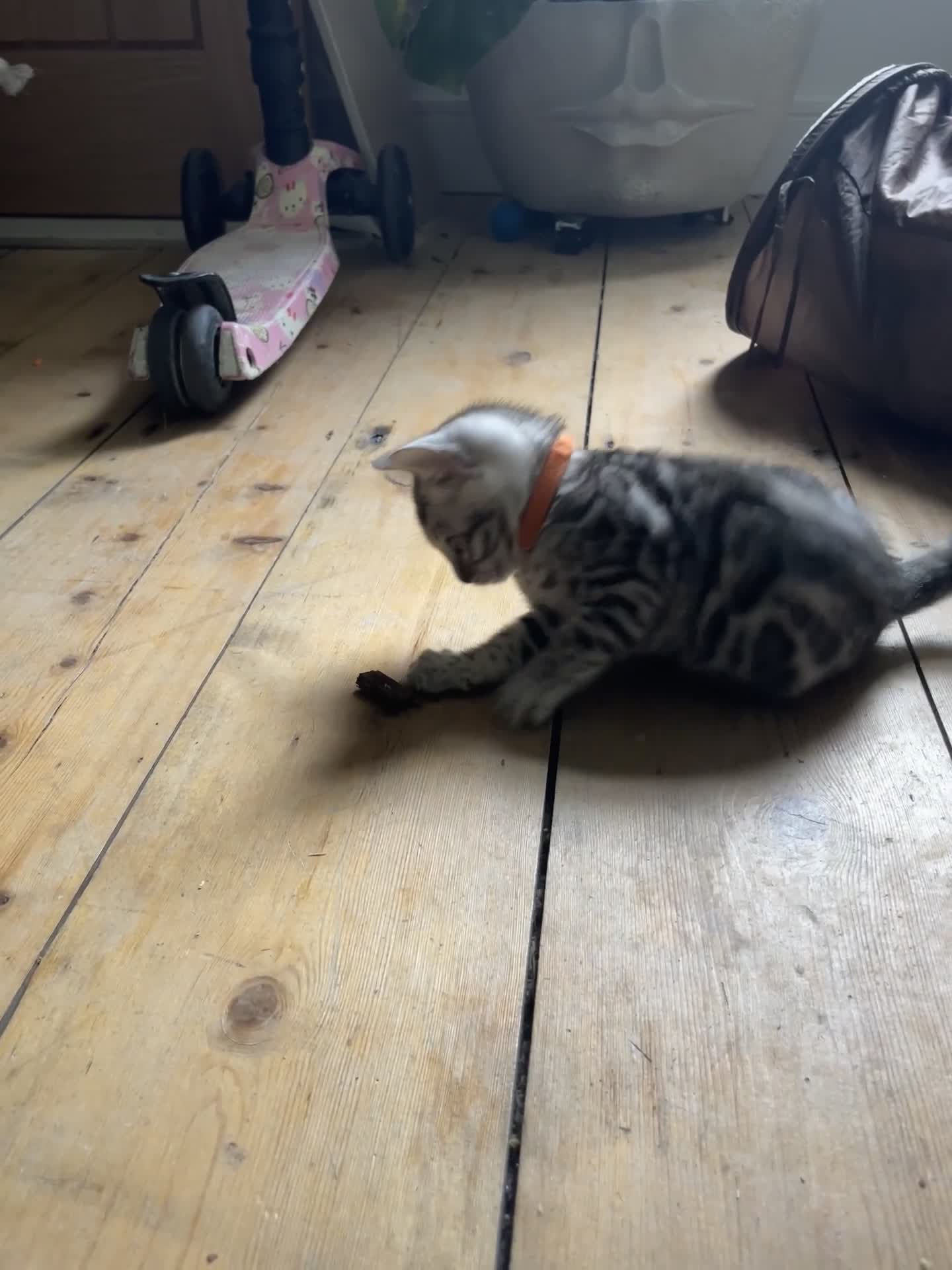 Bengal cats for sale: Pure bengal kittens - Video 1