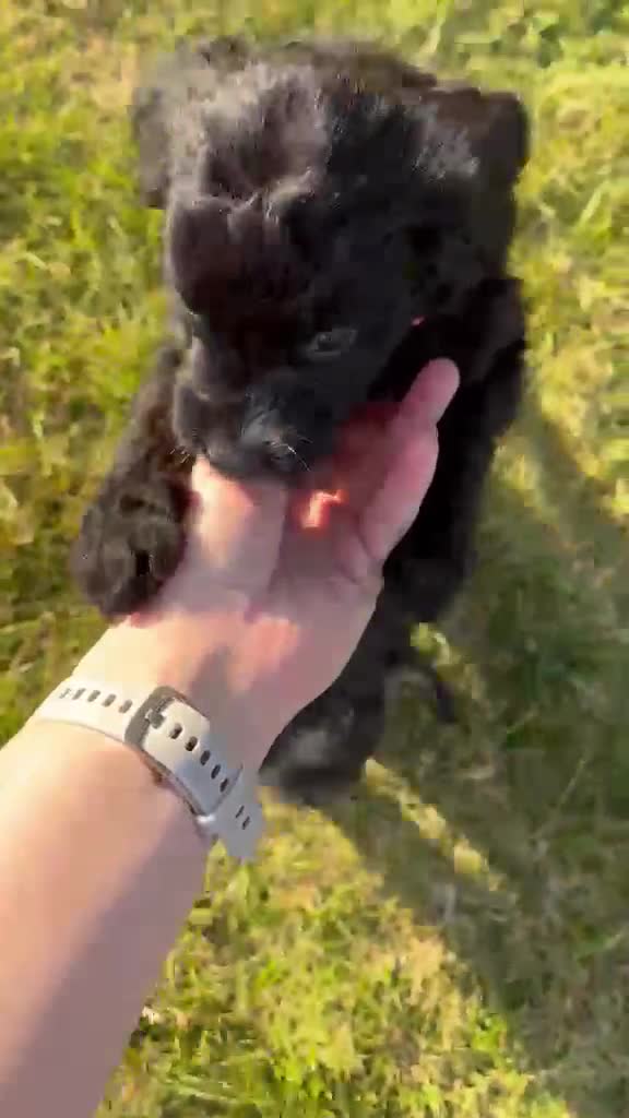 Bordoodle dogs for sale: 🐶😍Gorgeous Borderdoodle Puppies😍🐶 - Video 2