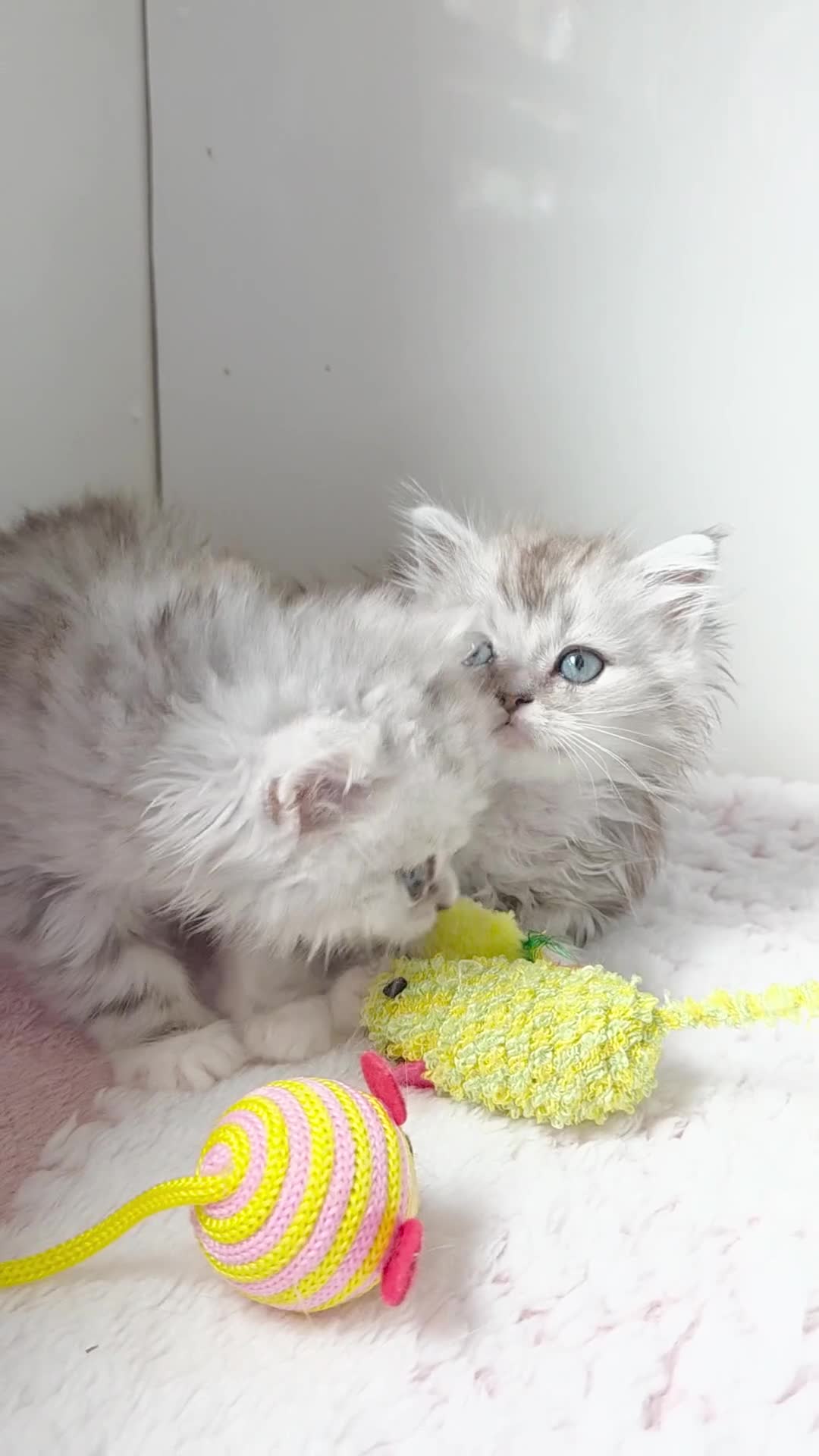 Persian cats for sale: Persian x Ragdoll - Video 1