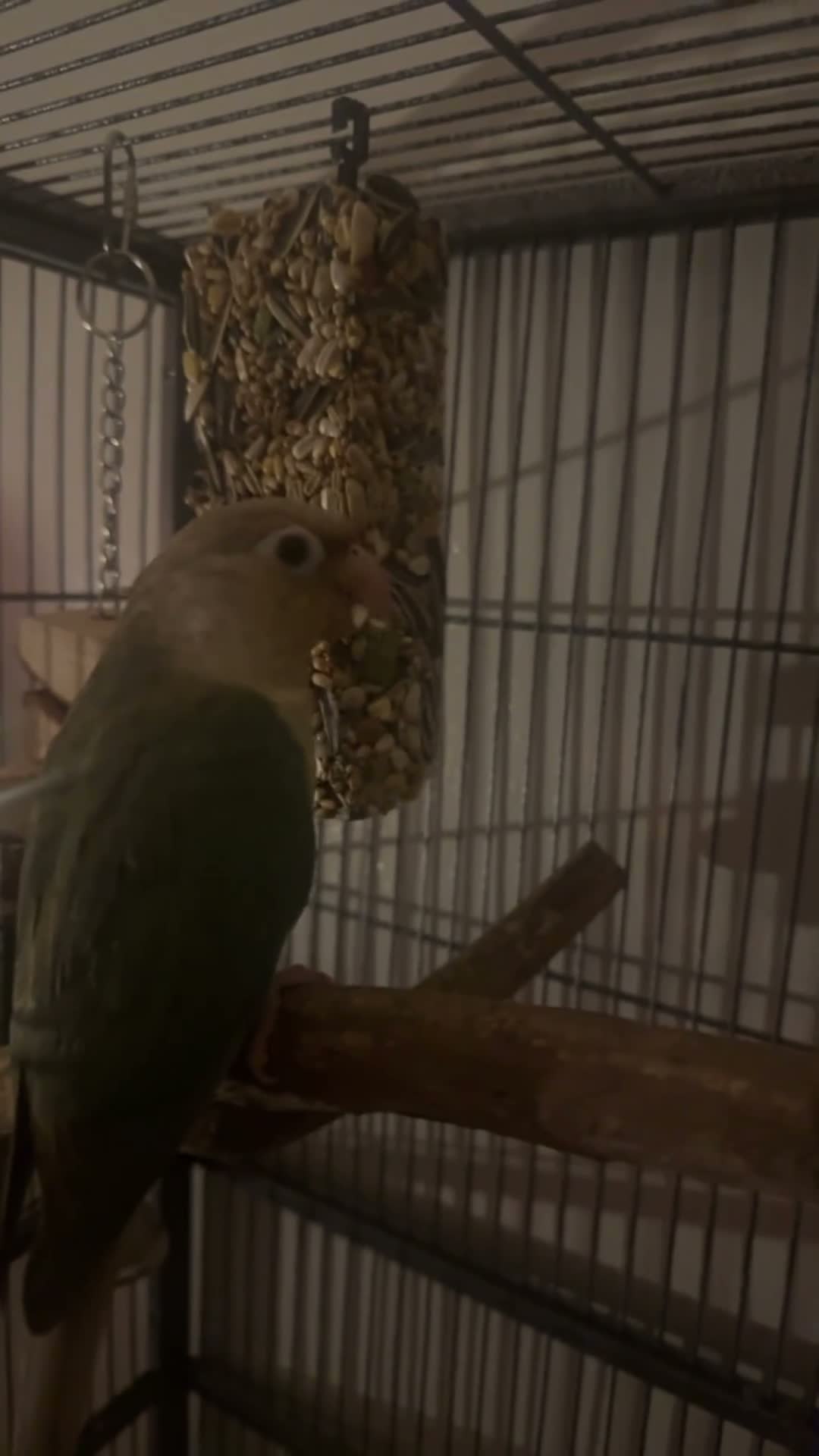 Conures birds for sale: Green Cheek Conure (Pineapple Turquoise) - Video 1
