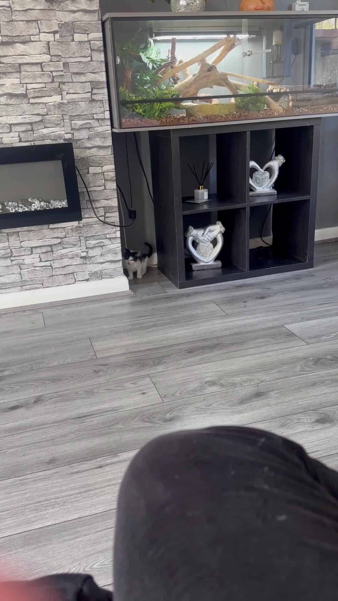 Mixed Breed cats for sale: Kittens ready now - Video 3