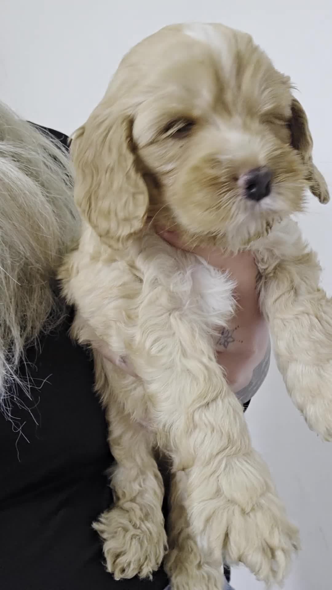 Cockapoo dogs for sale: 🐾Adorable Puppies Ready for Their Forever Homes🐾 in Ripley - Video 2