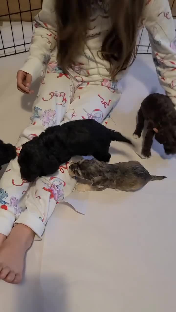 Cockapoo dogs for sale: Super Socialised F1 Cockapoo Puppies. DNA TESTED.  - Video 3