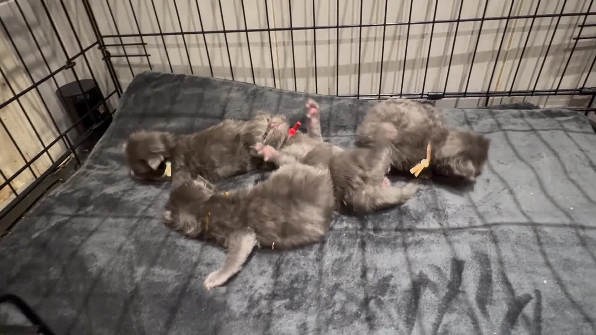 Maine Coon cats for sale: Stunning TICA GCCF Russian Blue Maine Coons - Video 1