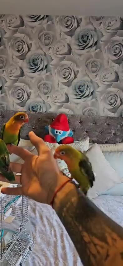 Lovebirds birds for sale: Beautiful hand reared baby love birds 🦜  - Video 1