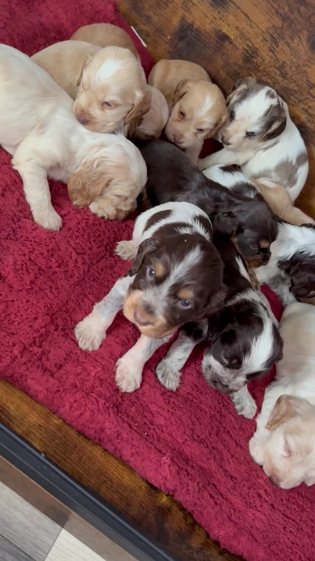 Cocker Spaniel dogs for sale: Show type cocker spaniels  - Video 2