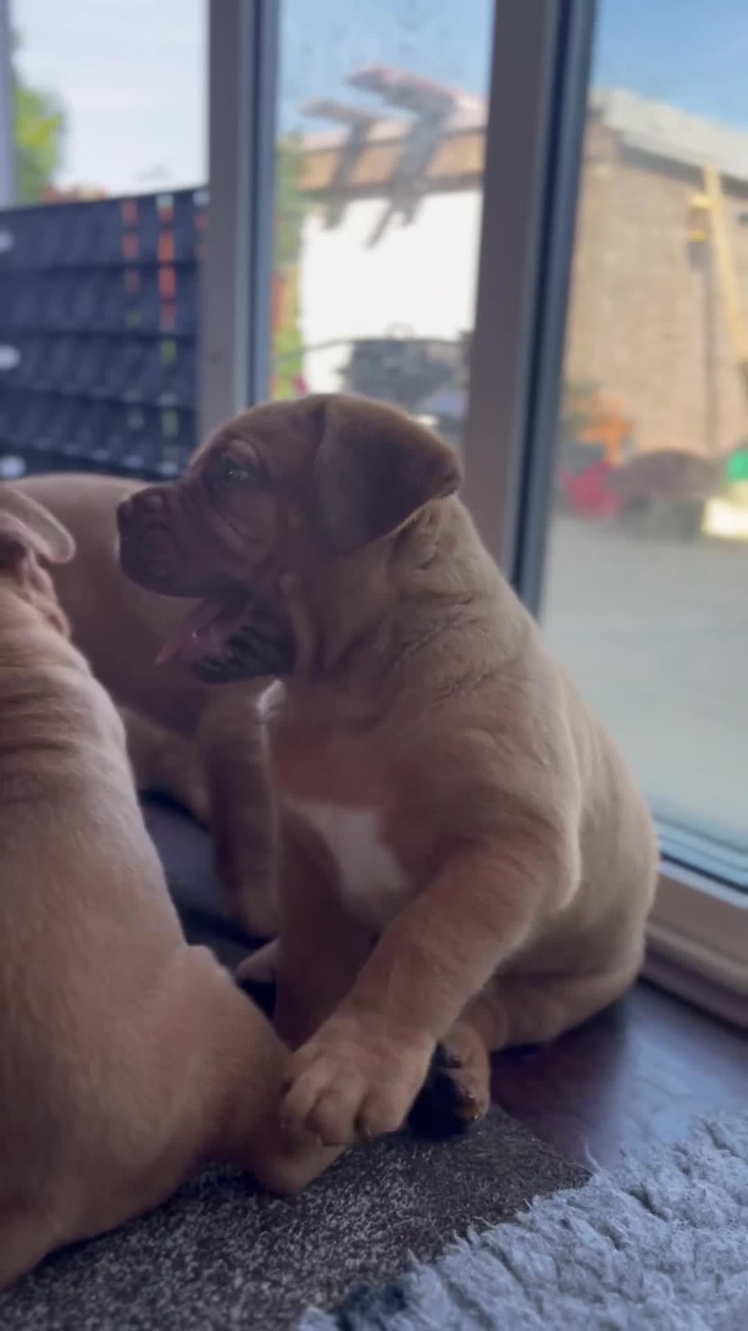 Dogue De Bordeaux dogs for sale: Beautiful litter of dogue de bordeauxs - Video 1