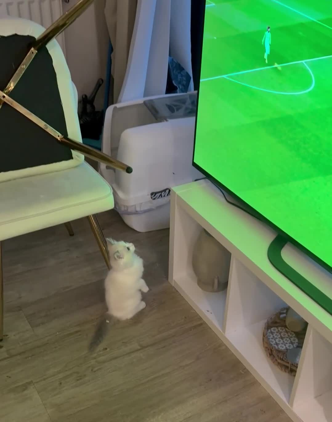 Ragdoll cats for sale: Beautiful Ragdoll Kittens – Stunning & Ready Soon - Video 3