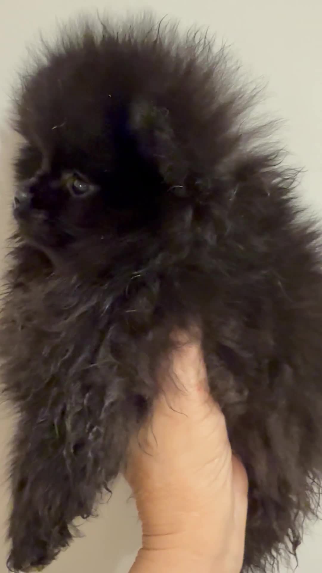 Pomeranian dogs for sale: Kc jet black Pomeranian male Merlin  - Video 1