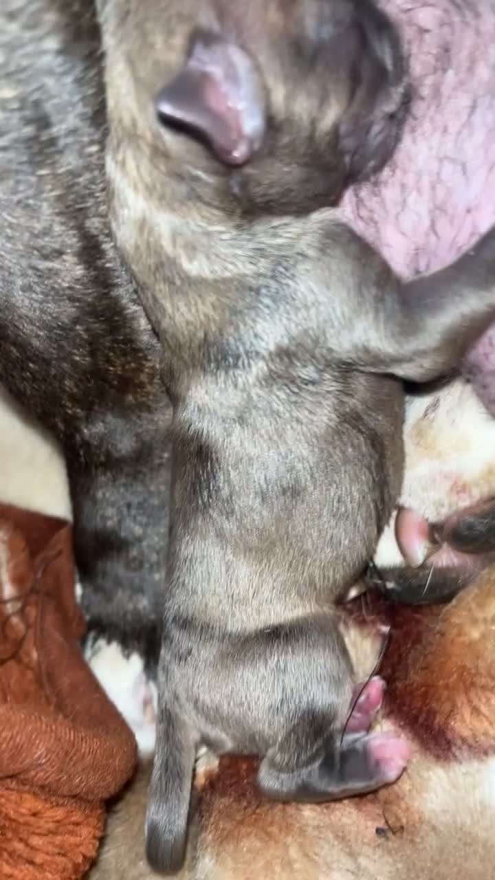 Mixed Breed dogs for sale: Merle bitches bandogs - Video 3