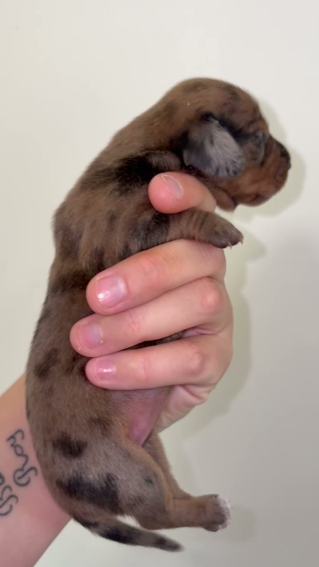 Miniature Dachshund dogs for sale: KC miniature dachshund puppies  - Video 2