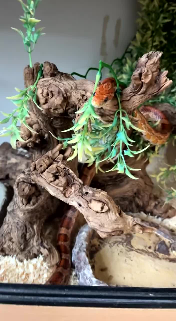 Corn Snake reptiles for sale: Corn Snake - Video 2