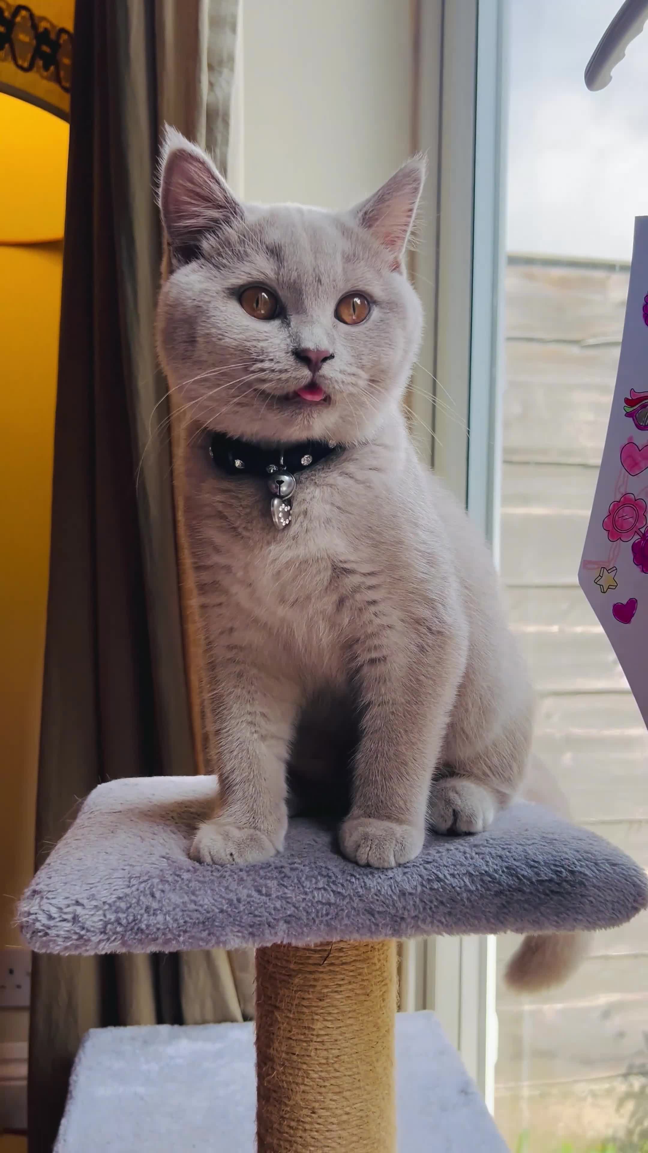 British Shorthair cats for sale: LILAC Male Kitten ( 5 Months Old) - Rehoming - Video 1
