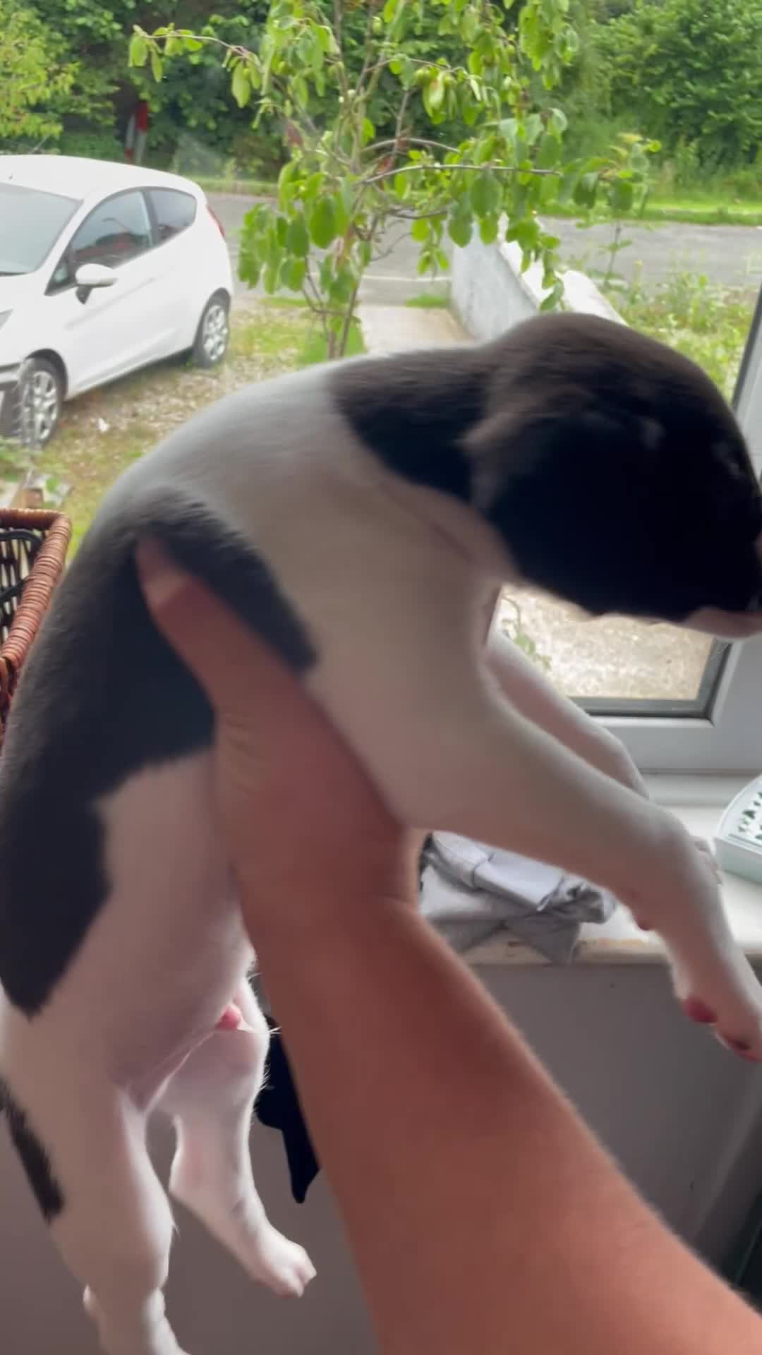 Lurcher dogs for sale: COLLIE WHIPPET X SALUKI GREYHOUND - Video 1