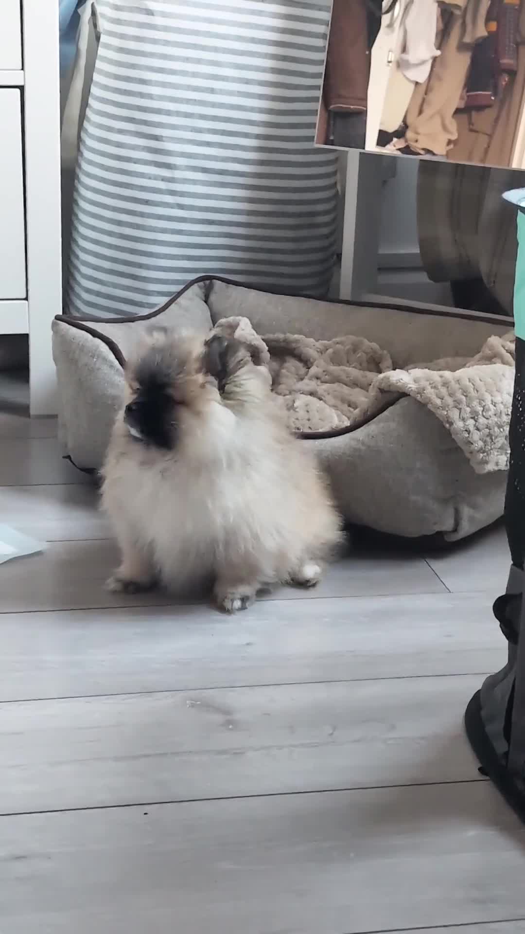 Pomeranian dogs for sale: Exceptional Teddy Bear Face Girl in Croydon - Video 2
