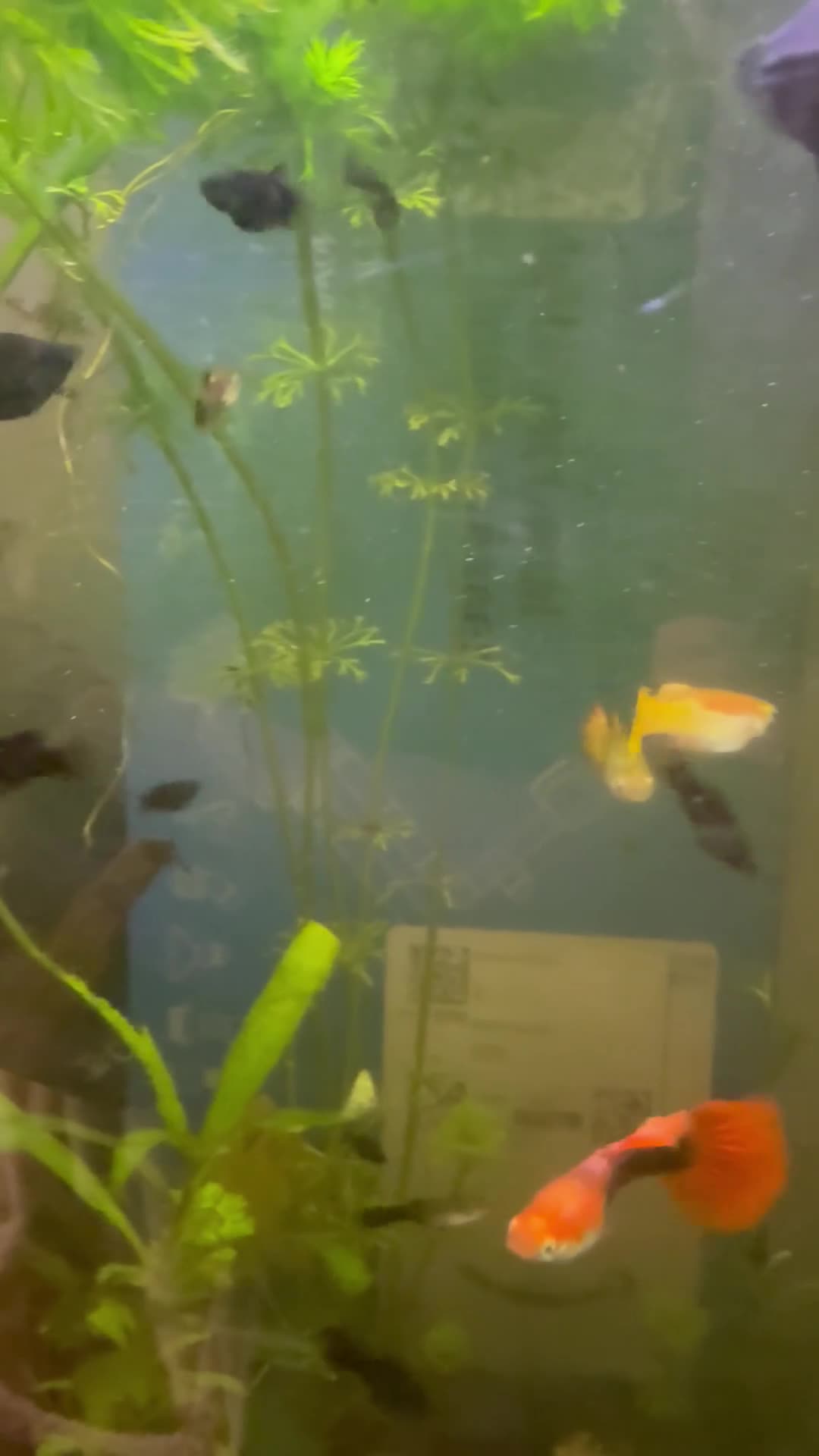 Mollies fish for sale: Guppie babies and Mollie males and babies for sale - Video 1