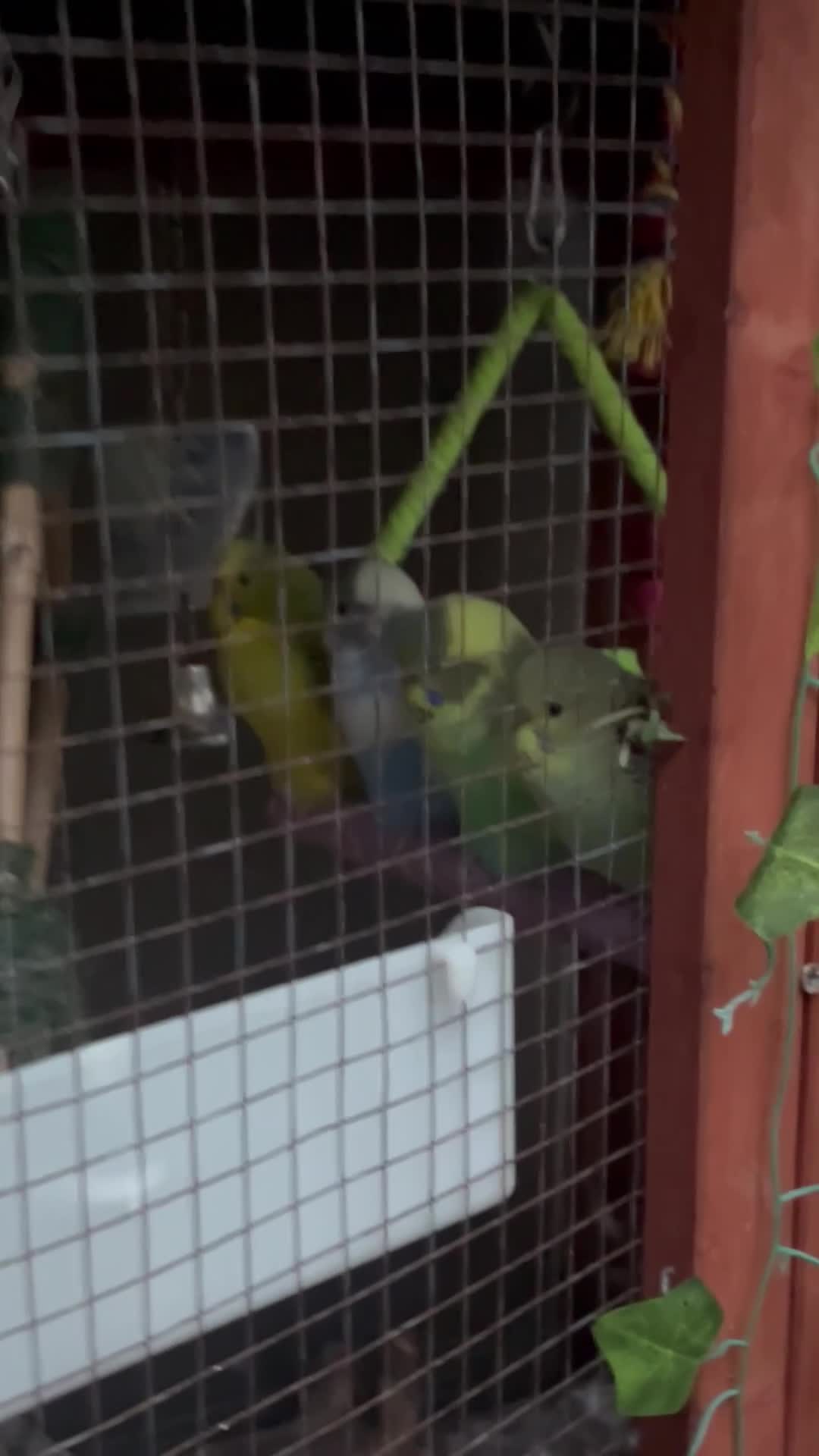Budgerigars birds for sale: Budgie - Video 1