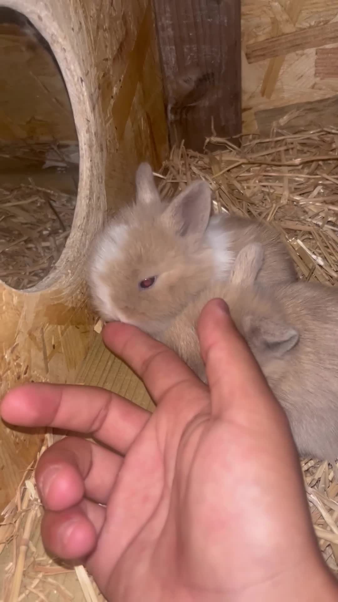 Mini Lion Lop rabbits for sale: Beautiful Mini Lion Lop Bunnies  in Rochdale - Video 2