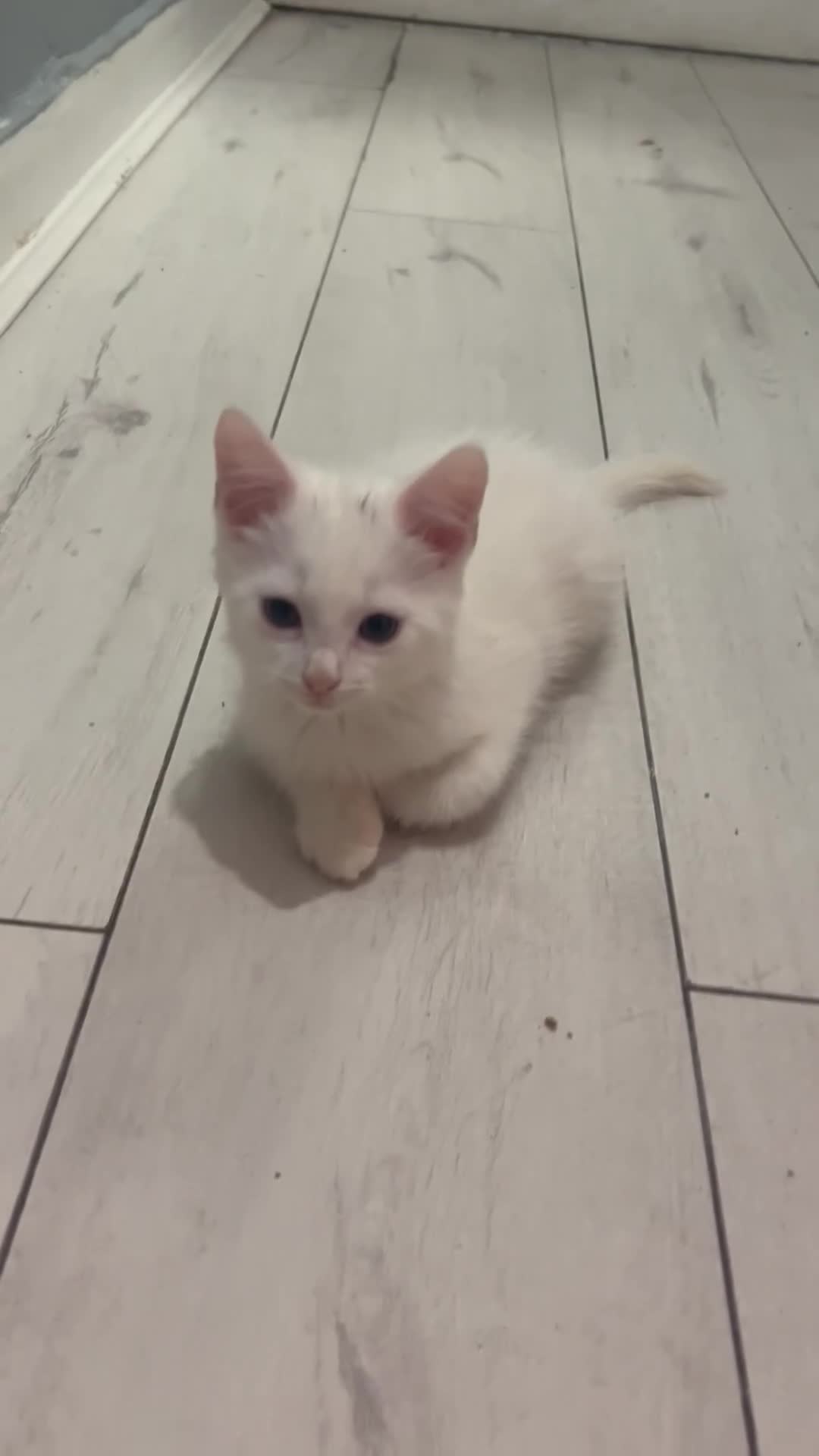 Turkish Angora cats for sale: Turkish Angola white kittens  in London - Video 1