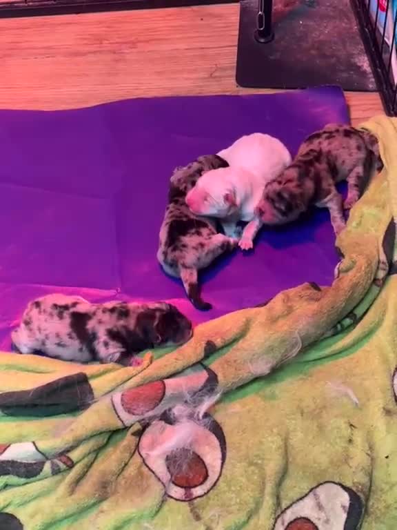 Chow Chow dogs for sale: Beautiful litter of 4 chow chow puppies  - Video 1