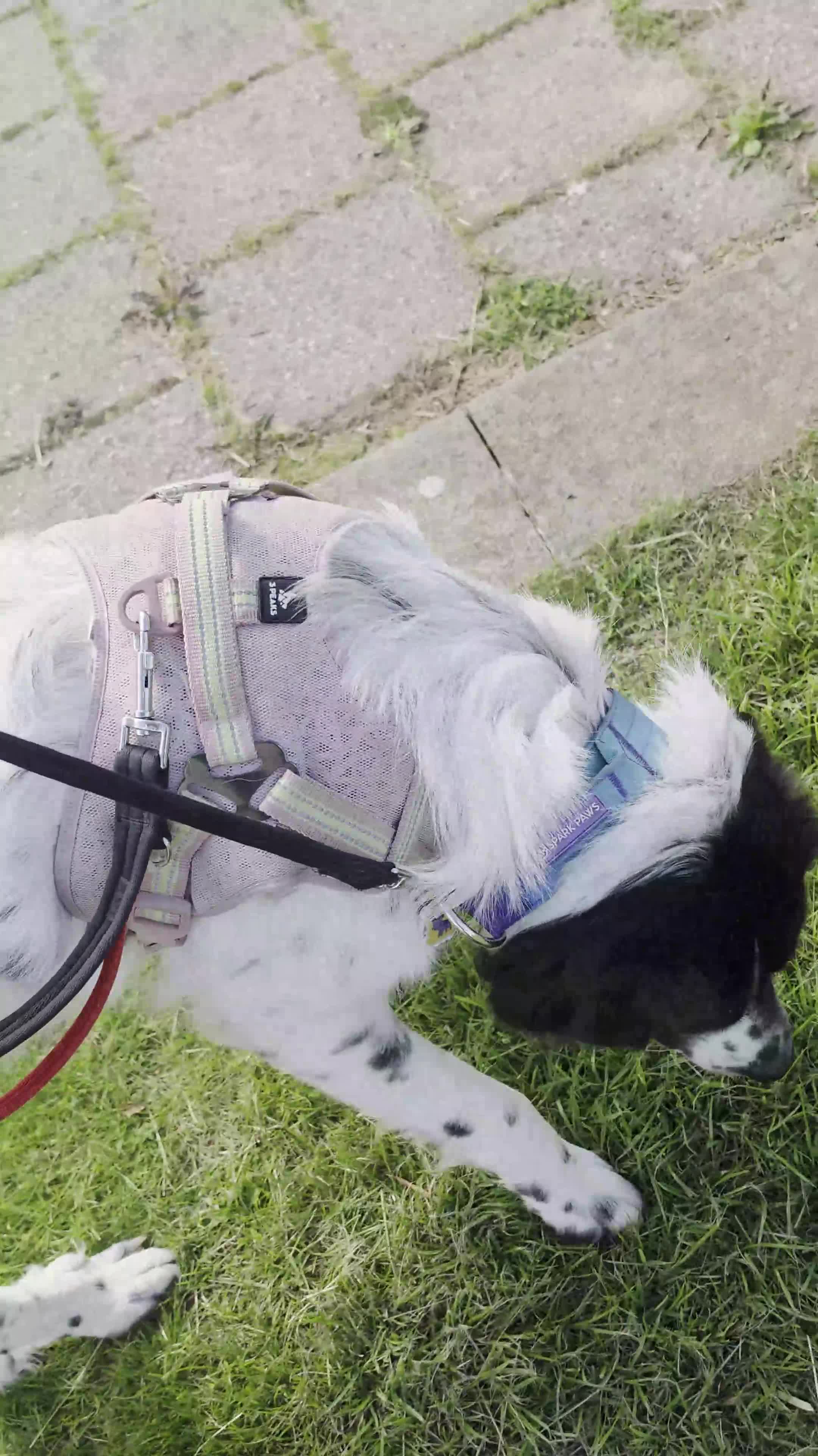 Mixed Breed dogs for sale: Large, loving girl looking for her forever home.  - Video 2