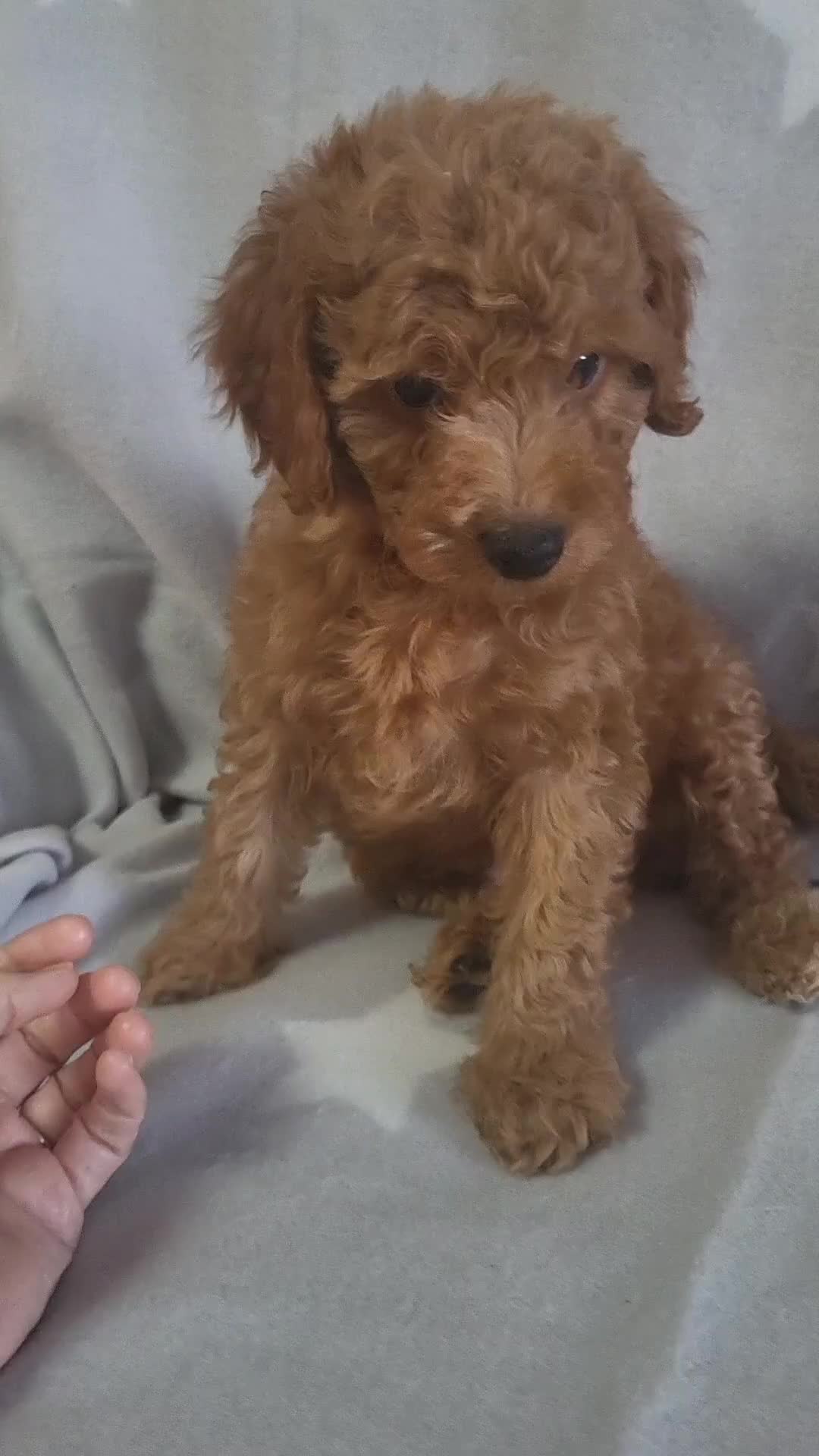 Cockapoo dogs for sale: Reduced!! Stunning F1B Toy Cockapoo Puppies  - Video 1