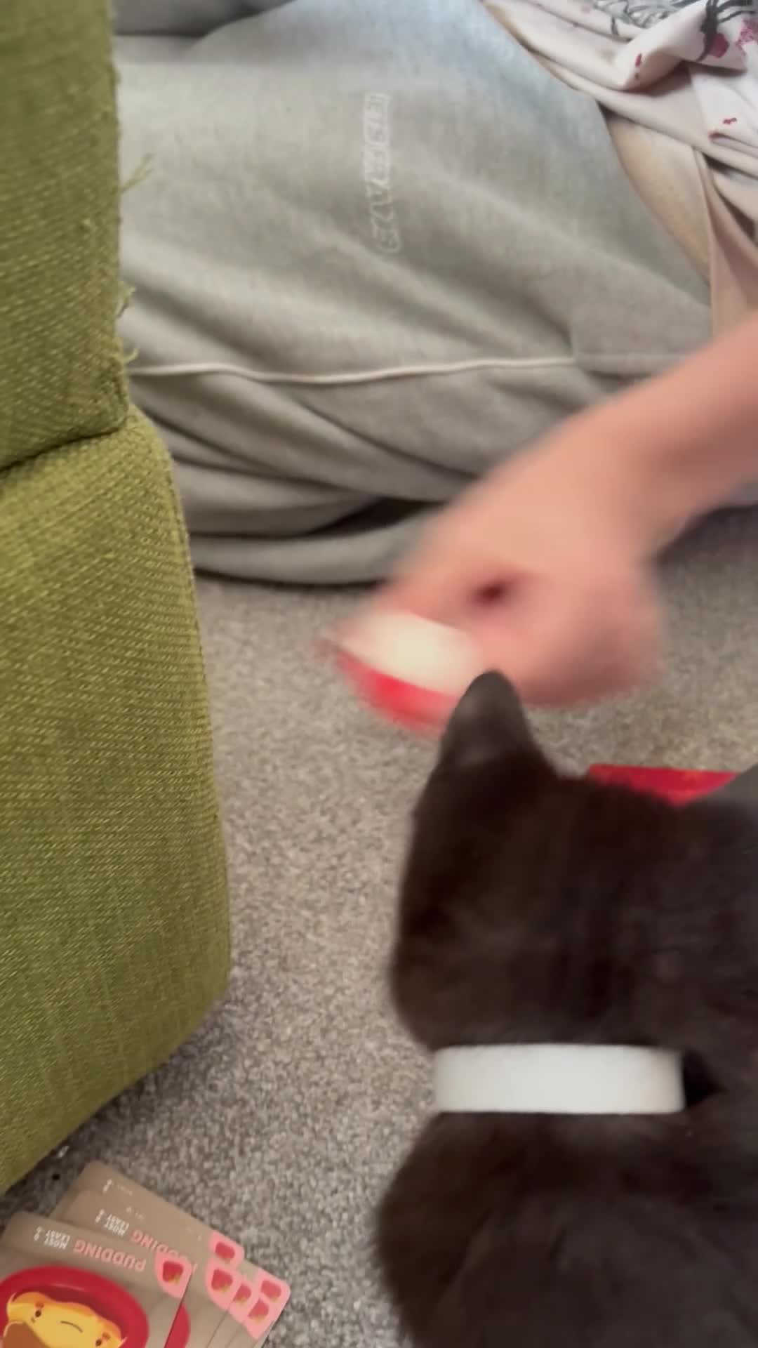 Mixed Breed cats for sale: Beautiful mixed breed kitten last boy remaining  - Video 1