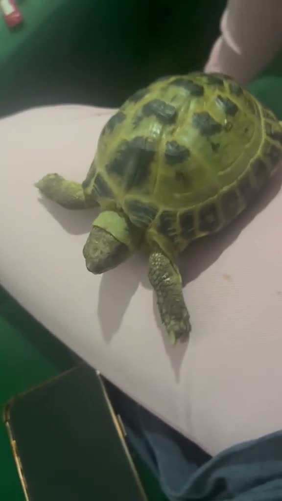 Hermann Tortoise reptiles for sale: My 3 beautiful female turtles in London - Video 4