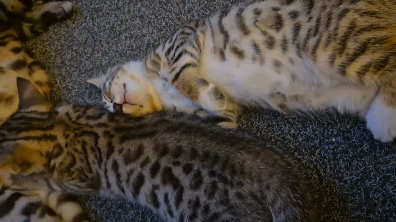 Bengal cats for sale: Bengal Tabby - Video 1