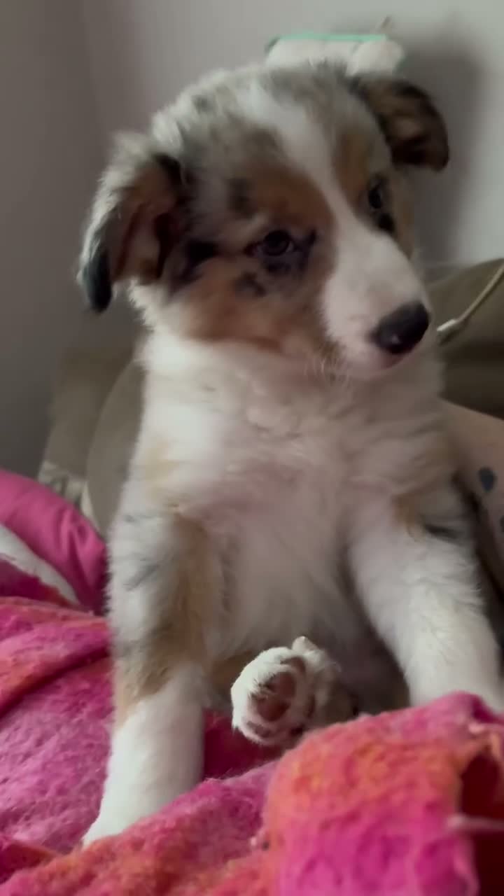 Border Collie dogs for sale: Beautiful litter of 7 Border Collies  - Video 1