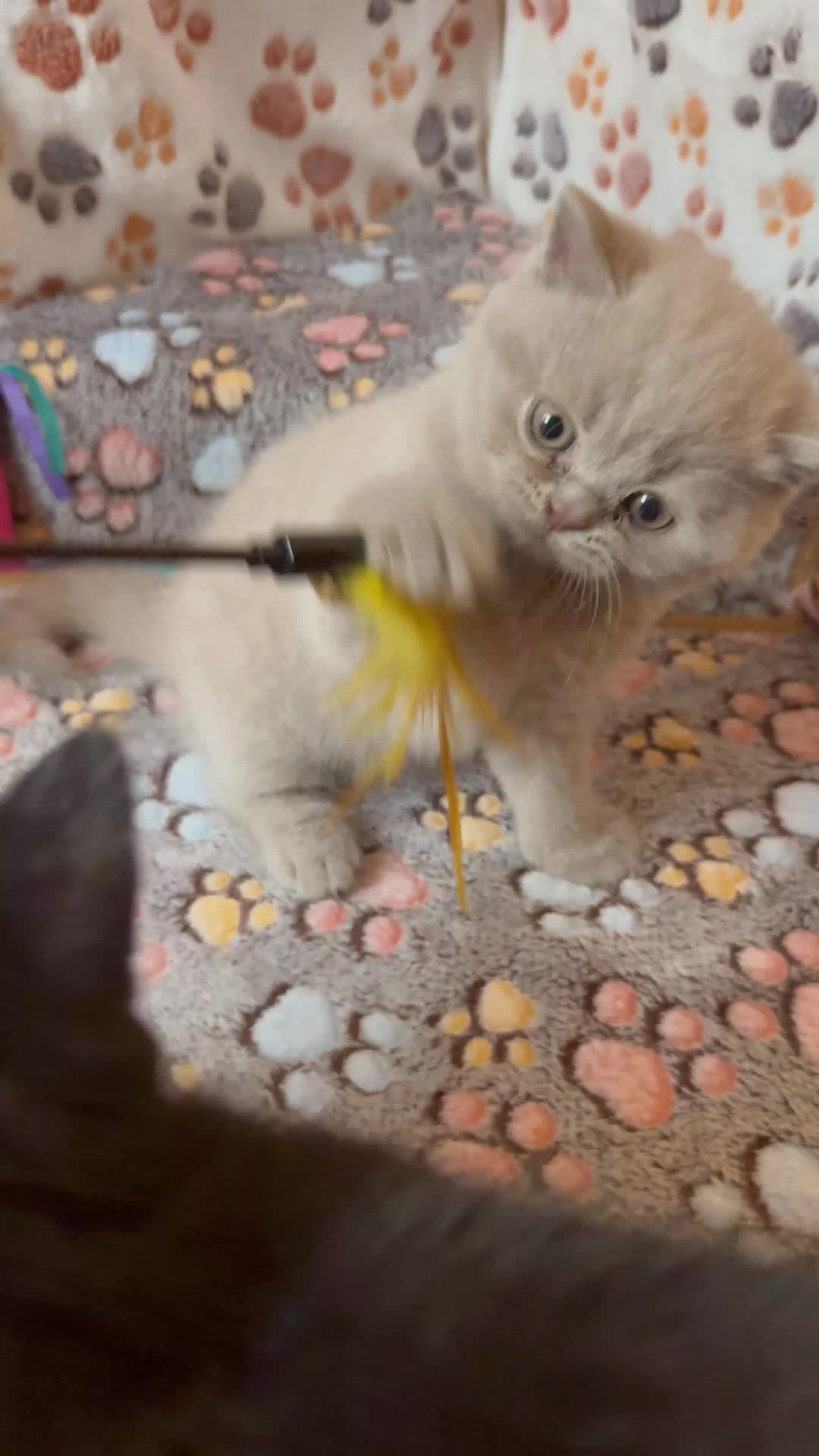 British Shorthair cats for sale: Champion Line British Shorthair Kittens - Video 1