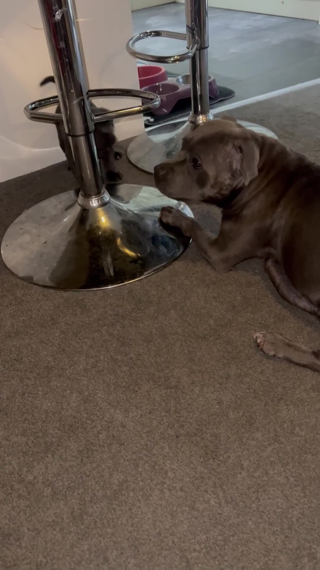 Staffordshire Bull Terrier dogs for sale: Puppies  - Video 2