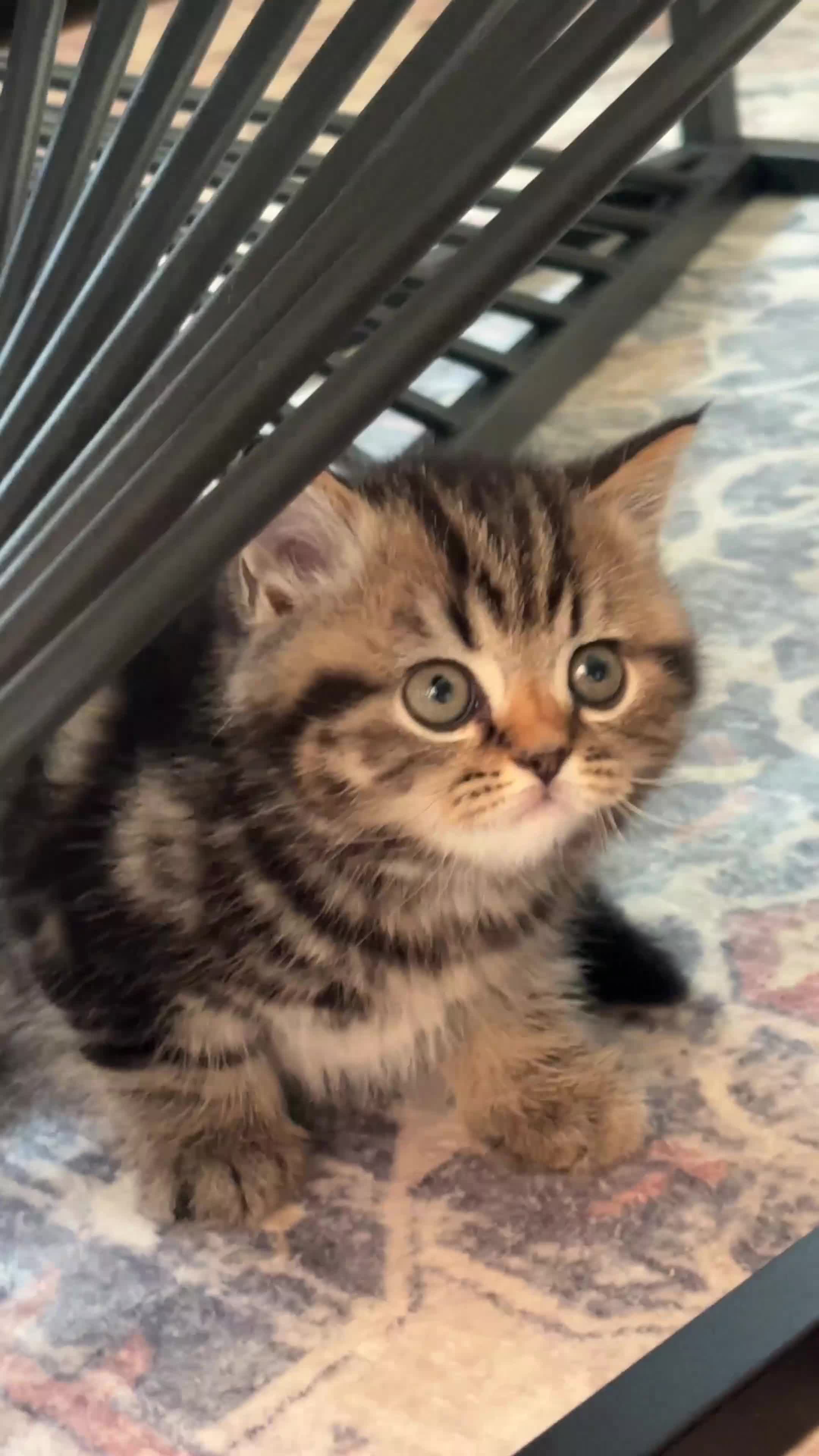 British Shorthair cats for sale: Sunning BSH kittens - ready for  **   - Video 5