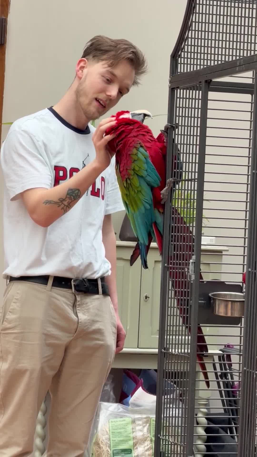 Macaws birds for sale: Greenwing Macaw - 3 years old in Scunthorpe - Video 2