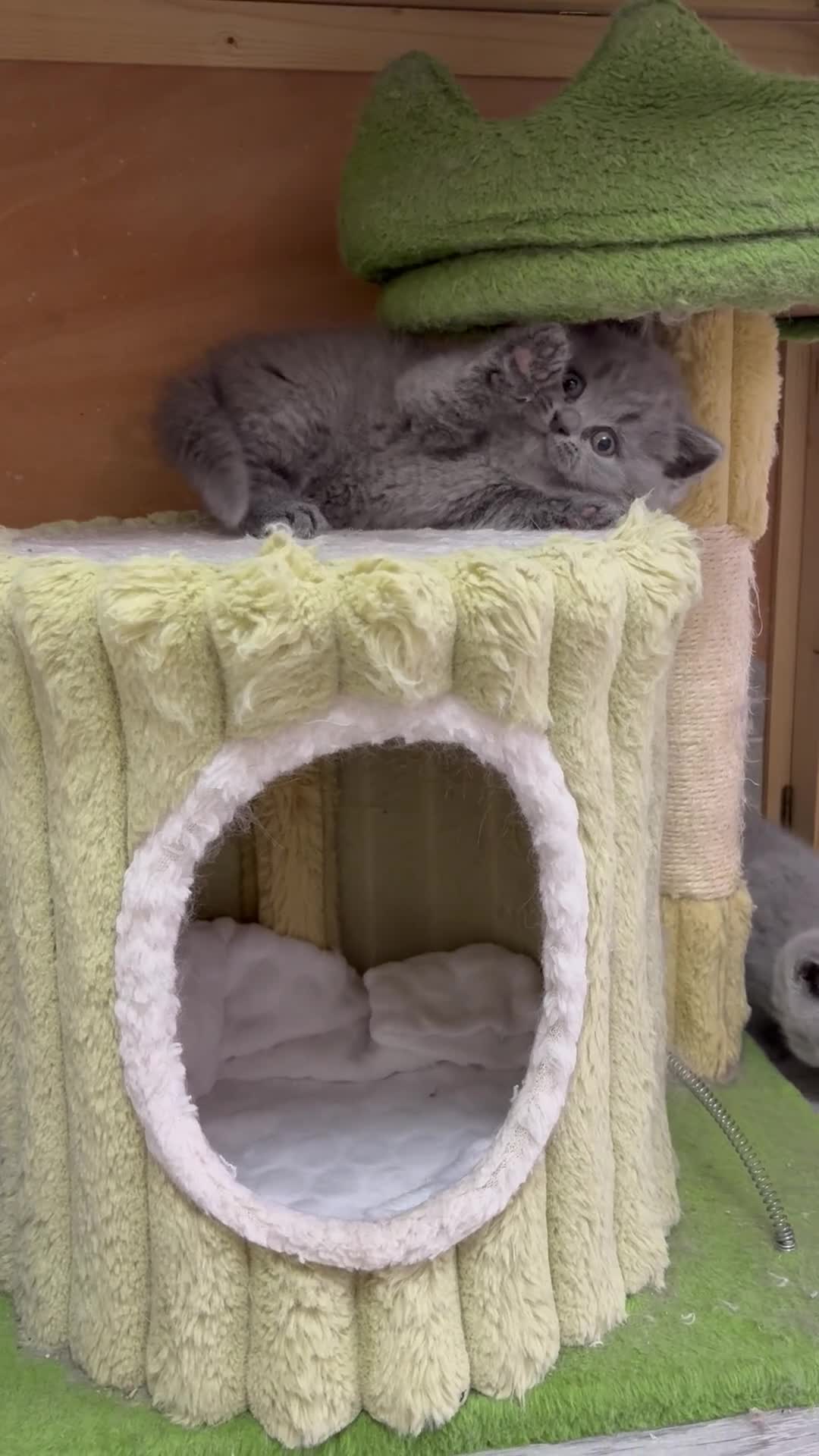 British Shorthair cats for sale: Gccf British Blue kittens  - Video 2