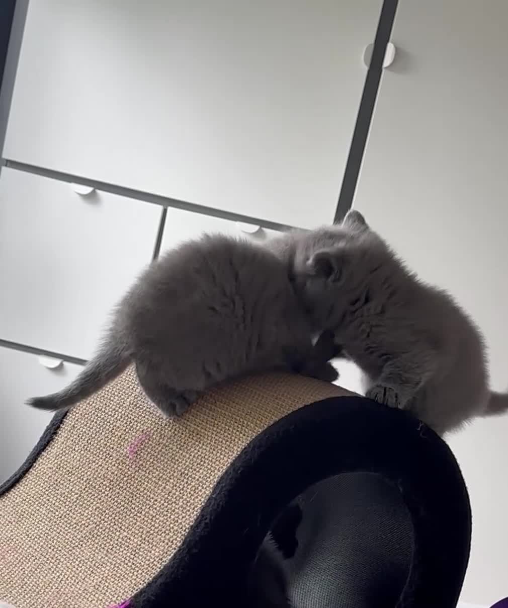 British Shorthair cats for sale: REDUCED BRITISH SHORTHAIRS FOR SALE  - Video 1