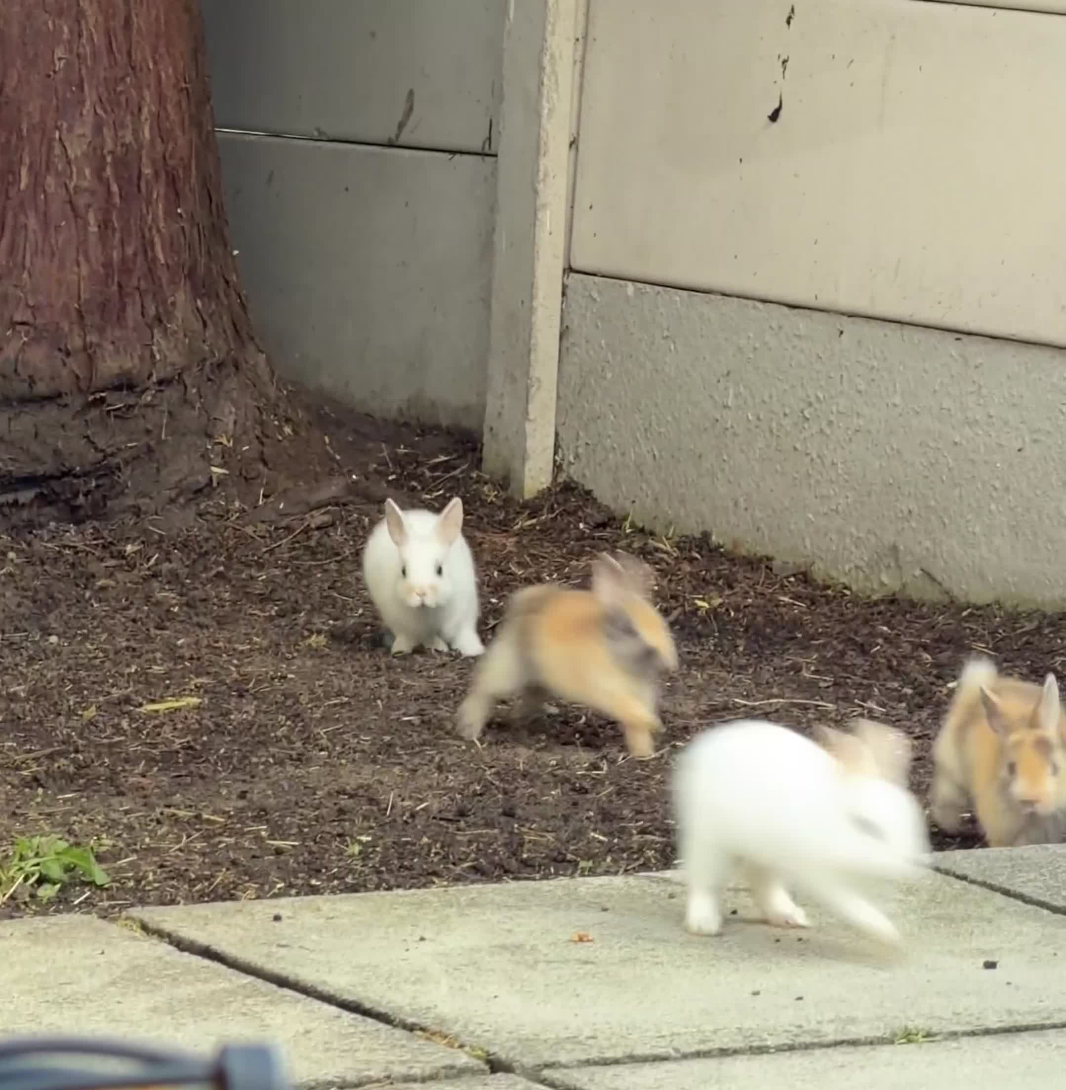 Netherland Dwarf rabbits for sale: 3 Netherland Dwarf Rabbits 🐰 - Video 1