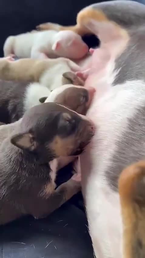 English Bull Terrier dogs for sale: Outstanding standard Bull terrier boys available  - Video 1