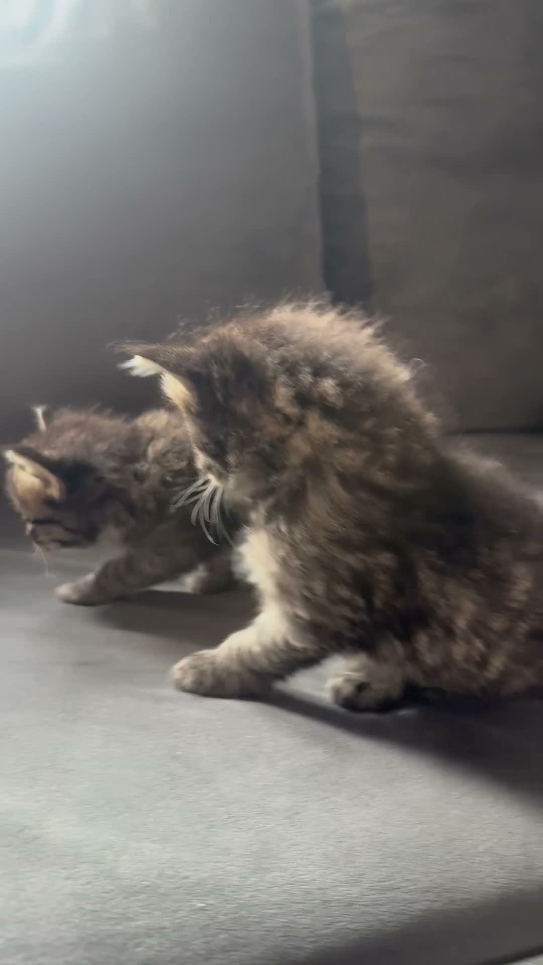 Ragcoon cats for sale: 8 RAGDOL X MAINCOON KITTENS🐱 - Video 1