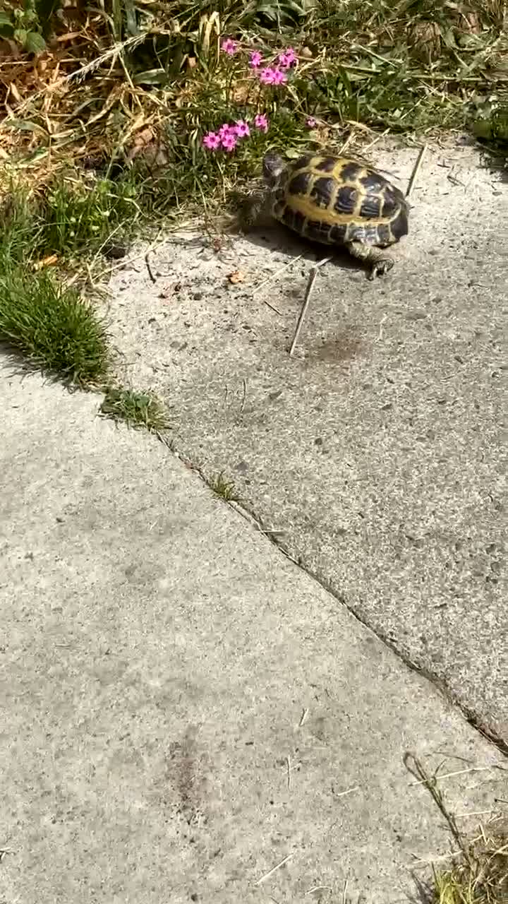 Tortoise reptiles for sale: Horsfield Tortoise in Saint Helens - Video 3