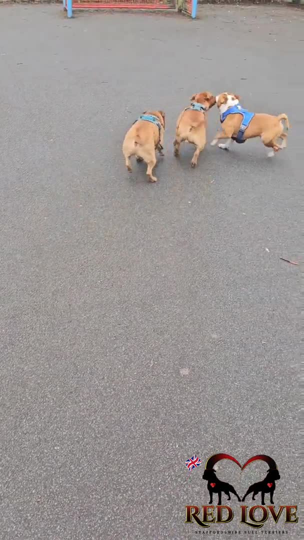 Staffordshire Bull Terrier dogs for stud:  🇬🇧RED KC PERFECTION.🇬🇧 in Rochdale - Video 1