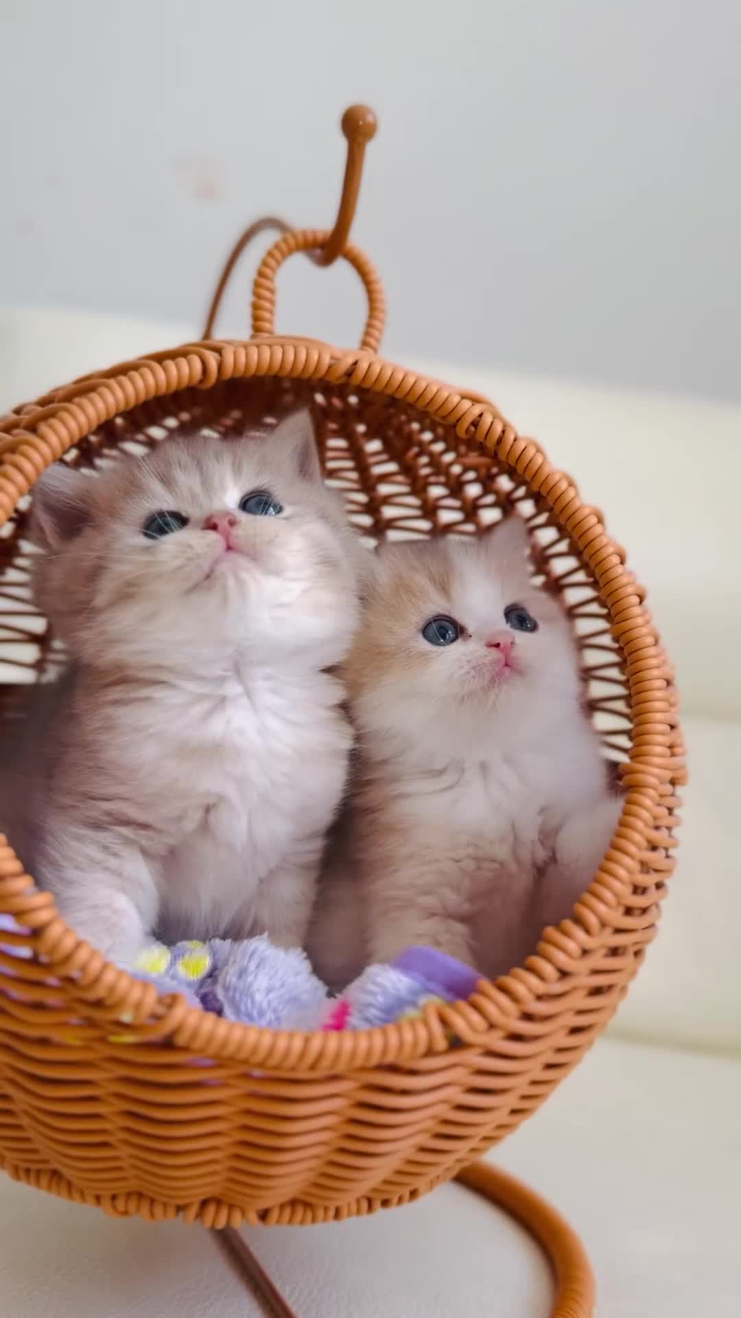 British Shorthair cats for sale: TOP Quality, Rare colors BSH kittens  - Video 1