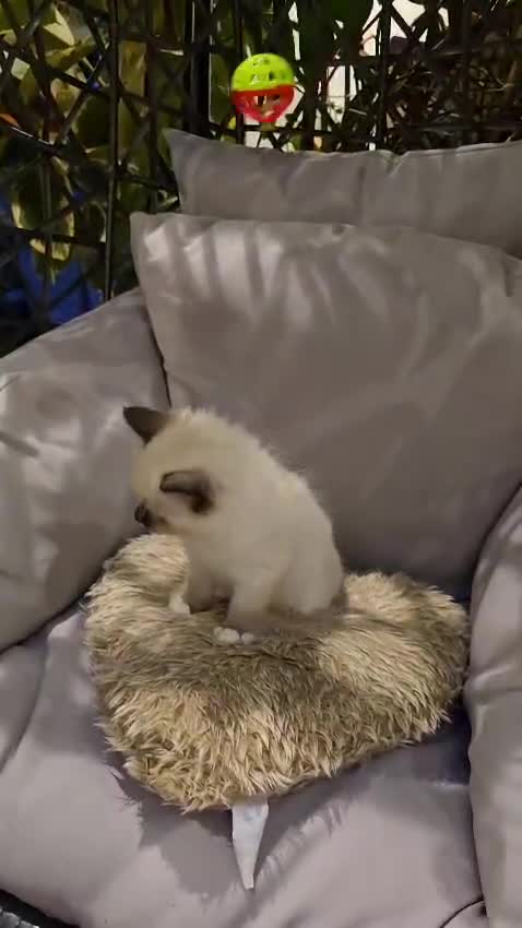 Ragdoll cats for sale: Rare European Long-Haired Ragdoll Kittens - Video 2