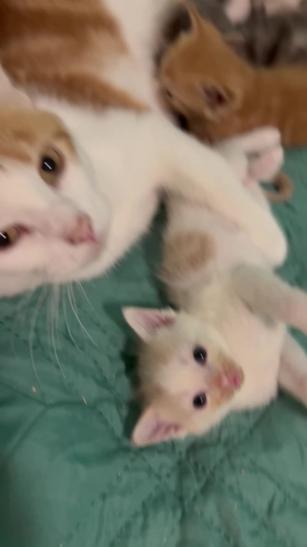 Maine Coon cats for sale: Adorable Half Maine Coon Kittens for Sale  - Video 1