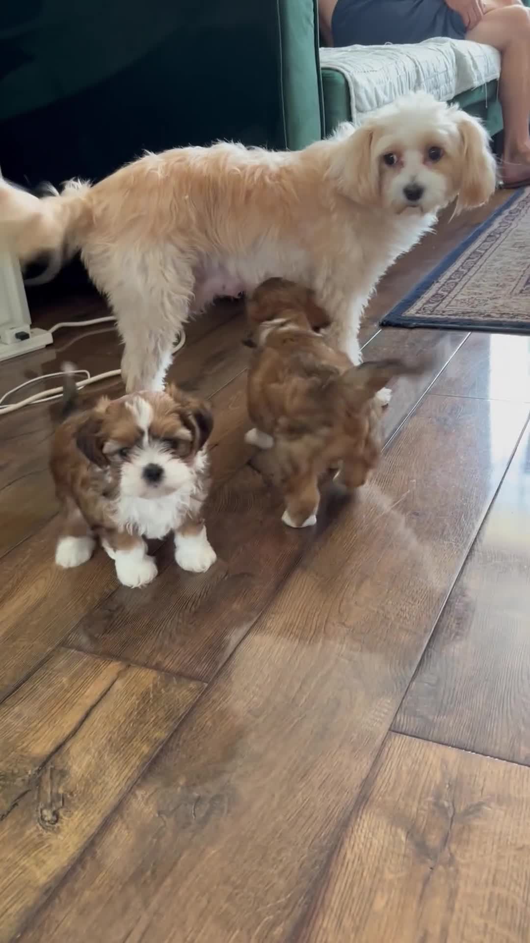Mixed Breed dogs for sale: SHIH TZU Mix  - Video 2