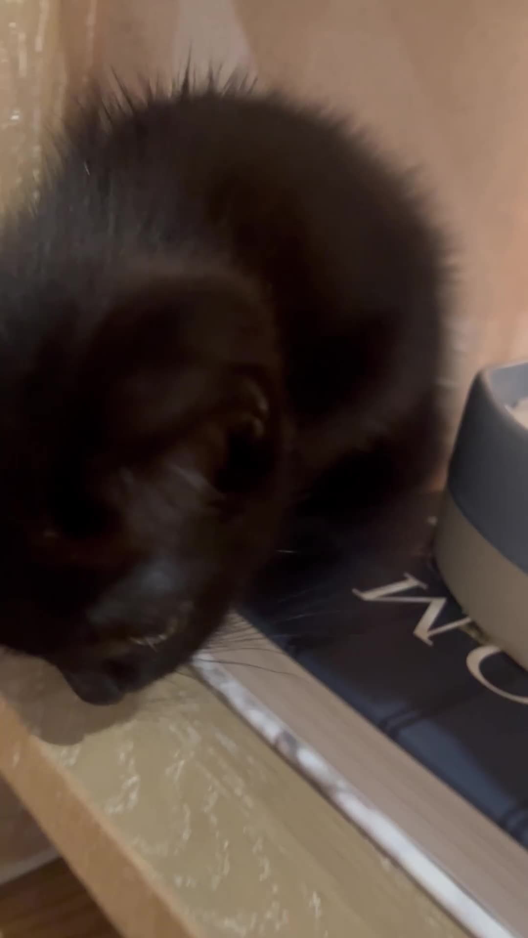 Ragdoll cats for sale: Beautiful affectionate friendly ragdoll x tuxedo - Video 1