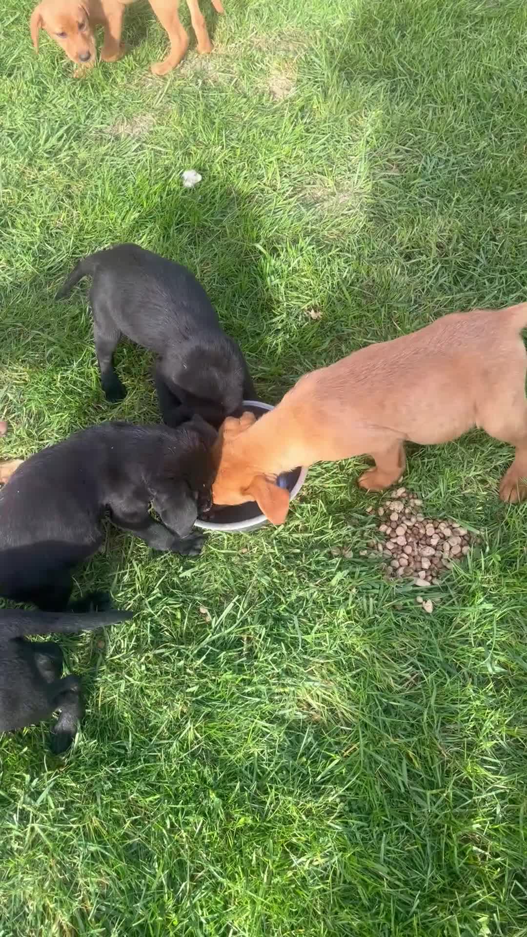 Labrador Retriever dogs for sale: KC working Labradors  - Video 2